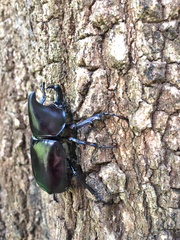 Xylotrupes gideon