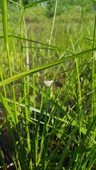 Elophila ekthlipsis