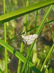 Elophila ekthlipsis