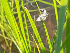 Elophila ekthlipsis