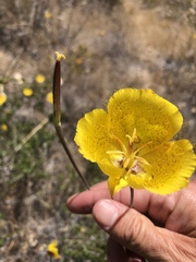 Calochortus weedii weedii