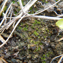 Pterygoneurum ovatum