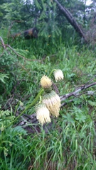 Cirsium erisithales