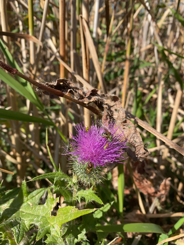 Bull Thistle