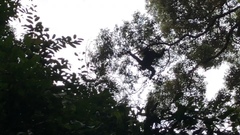 Pan troglodytes verus