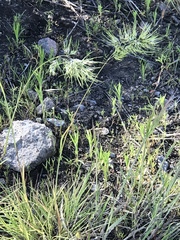 Poa bulbosa