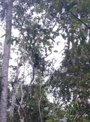 Pan troglodytes verus