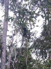 Pan troglodytes verus