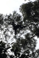 Pan troglodytes verus