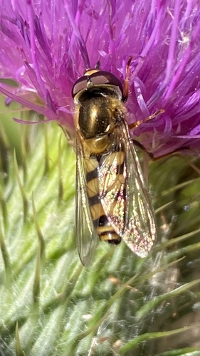 Broad-banded Aphideater
