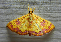 Lepidoptera
