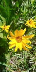 Wyethia amplexicaulis
