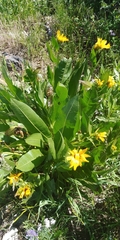 Wyethia amplexicaulis