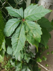 Parthenocissus quinquefolia