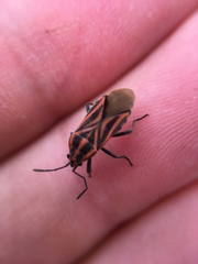 Spilostethus taeniatus