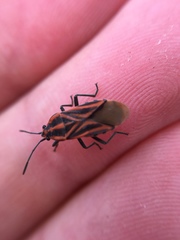 Spilostethus taeniatus