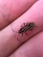 Spilostethus taeniatus