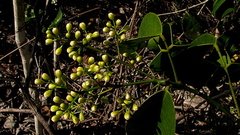 Rourea doniana