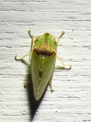 Xerophloea viridis