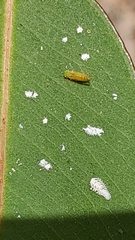 Eucalyptolyma maideni