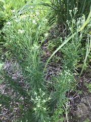 Eupatorium hyssopifolium