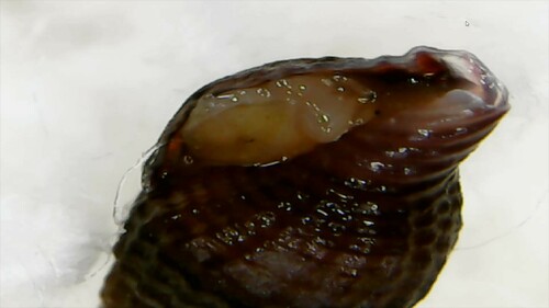 Parvanachis ostreicola, 2024-09-29