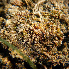 Pterygoneurum ovatum