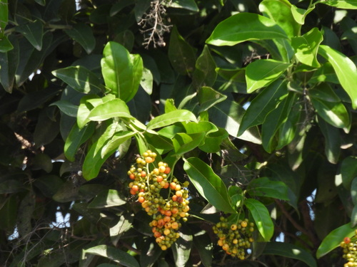 Image of Ehretia tinifolia by no rights reserved
