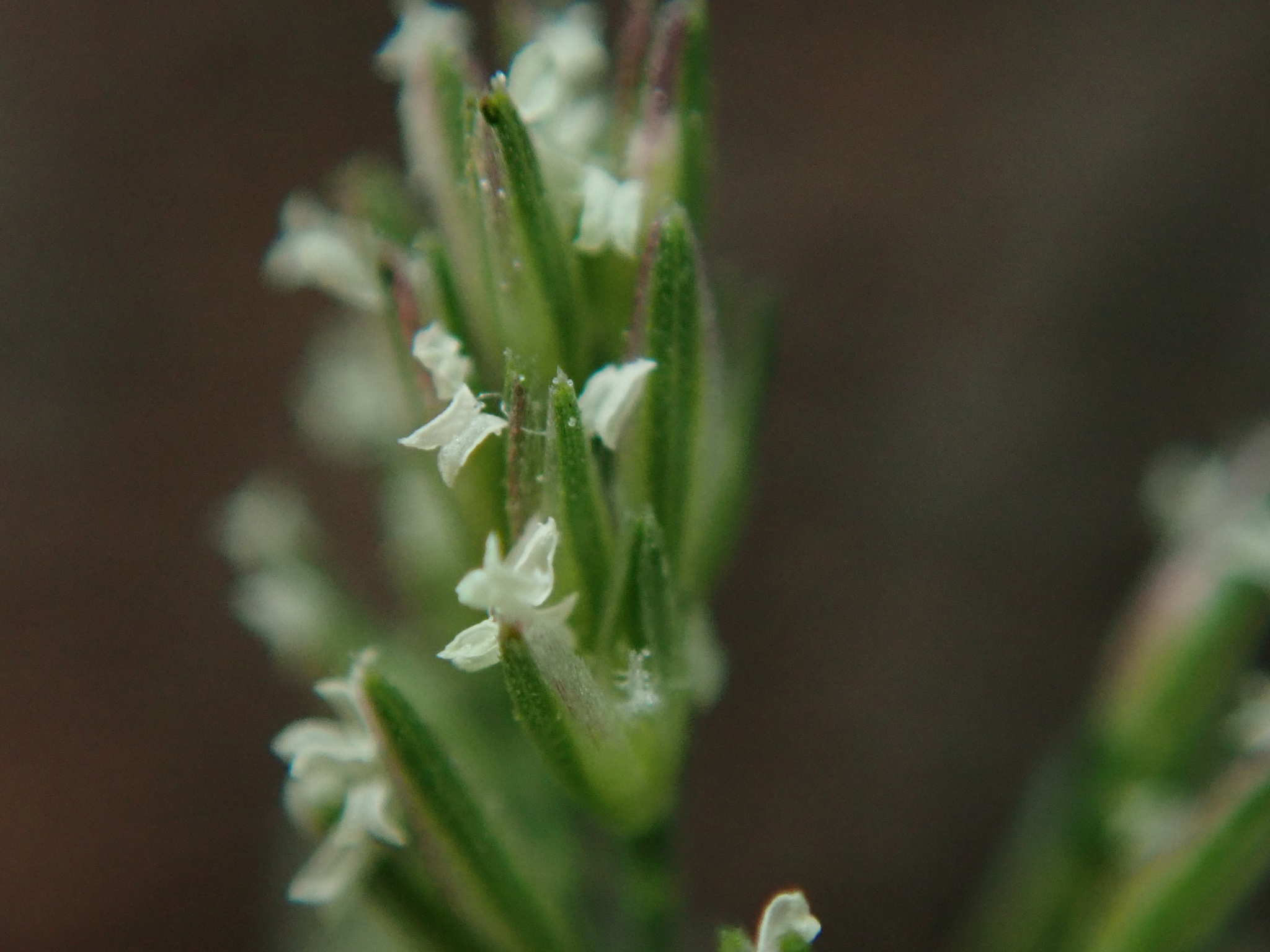 (c) Daniel Cahen, certains droits réservés (CC BY) https://www.inaturalist.org/observations/28139233