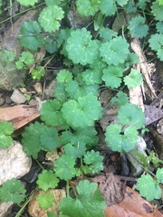 Glechoma hederacea