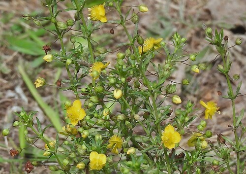 Image of Broomwort (Scoparia montevidensis) by no rights reserved