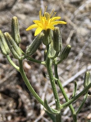 Crepis acuminata