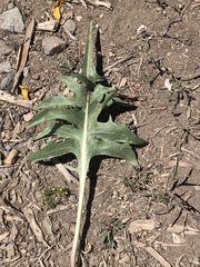 Crepis acuminata