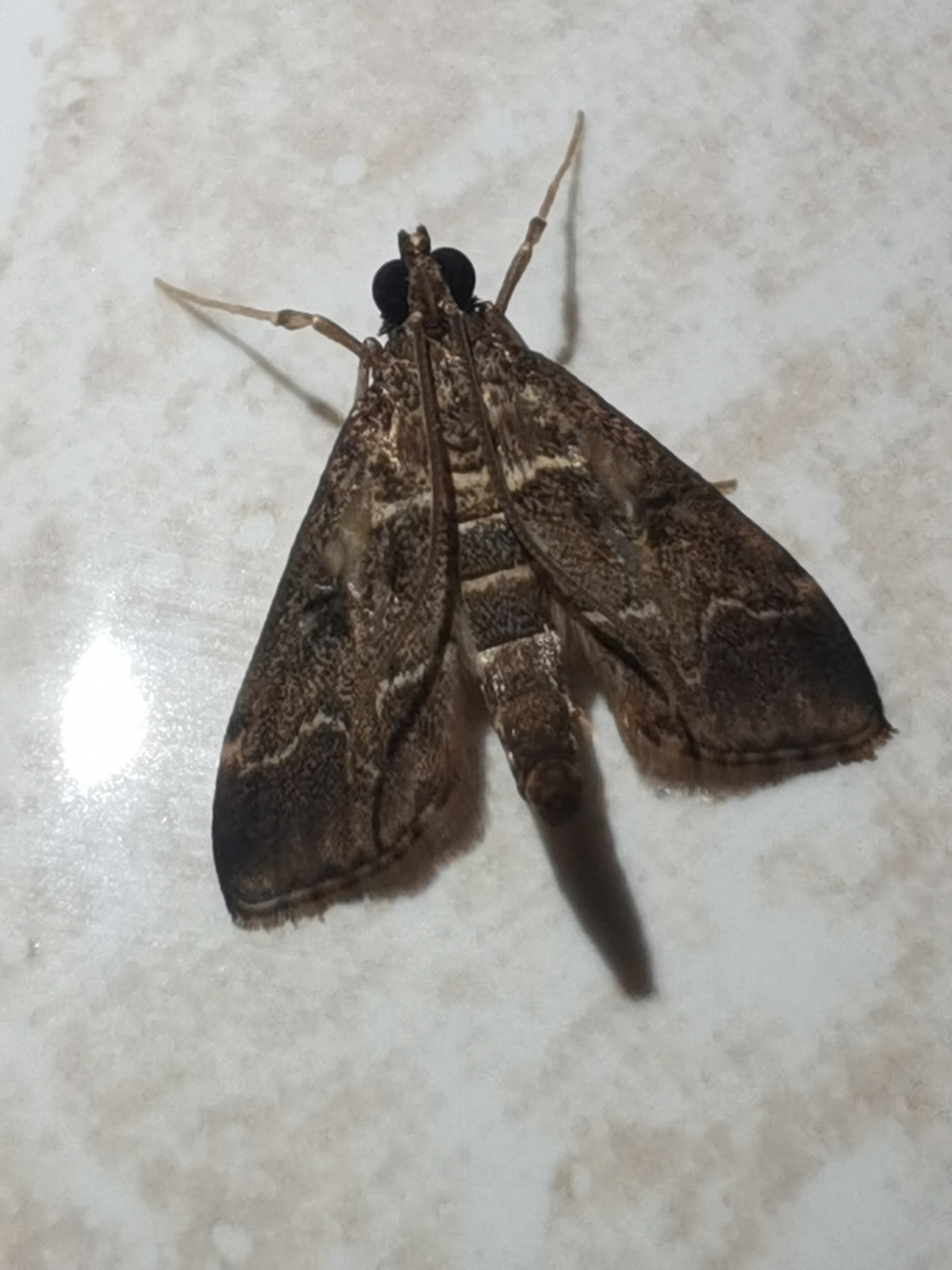 Duponchelia fovealis