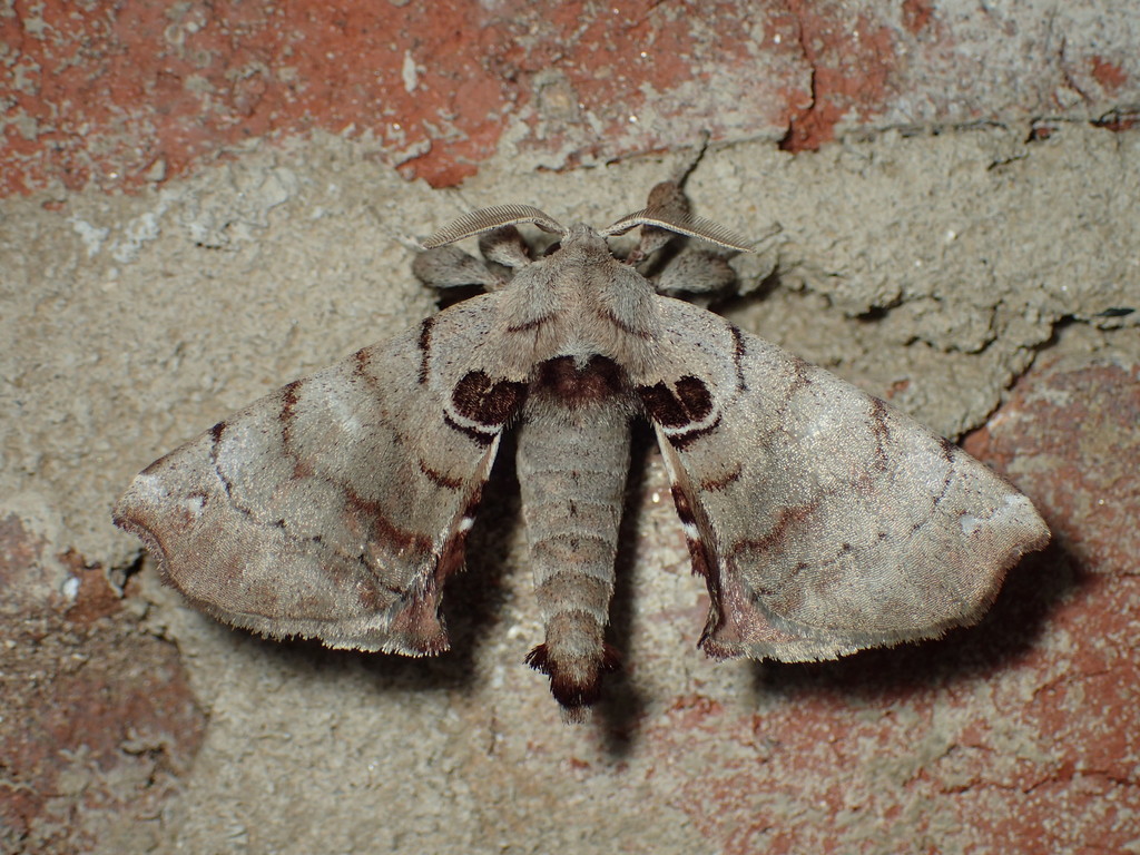 Apatelodes