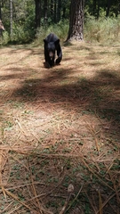 Ursus americanus eremicus