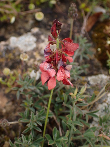 Image of Indigofera heterophylla by (c) agujaceratops, some rights reserved (CC BY)