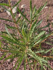 Mentzelia laevicaulis