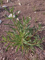 Mentzelia laevicaulis