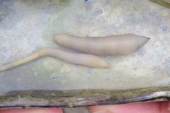 Themiste pyroides