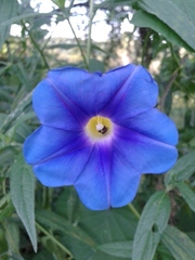 Ipomoea parasitica