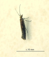 Plutellidae