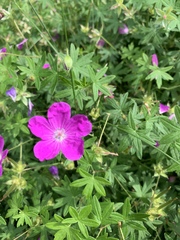 Geranium sanguineum