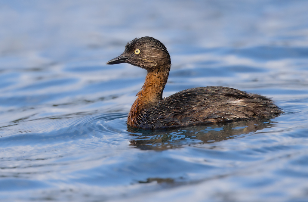 New Zealand Grebe