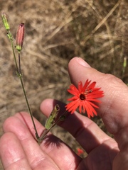 Silene laciniata laciniata
