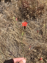 Silene laciniata laciniata