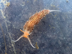 Sakuraeolis enosimensis