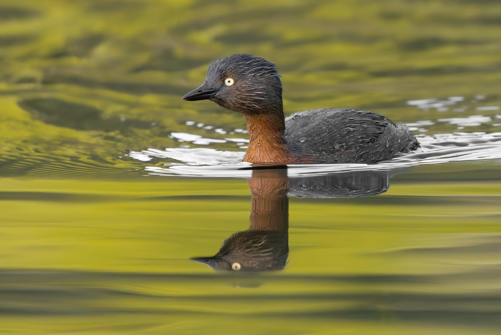 New Zealand Grebe photo