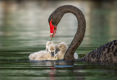 Black Swan photo 4