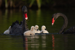 Black Swan photo 6